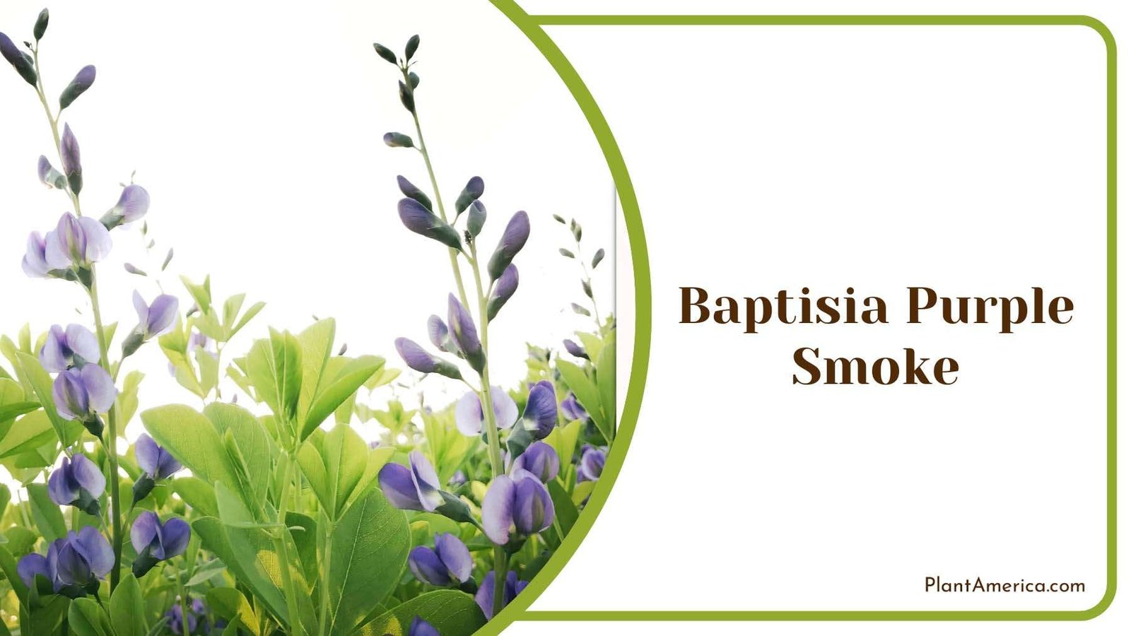 Baptisia Purple Smoke Blooms Plant Americaq