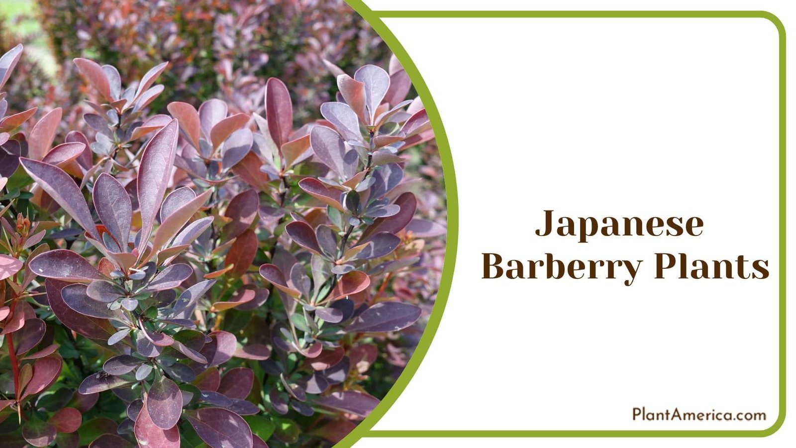 Barberry Plants with Intricate Foliage Plant America