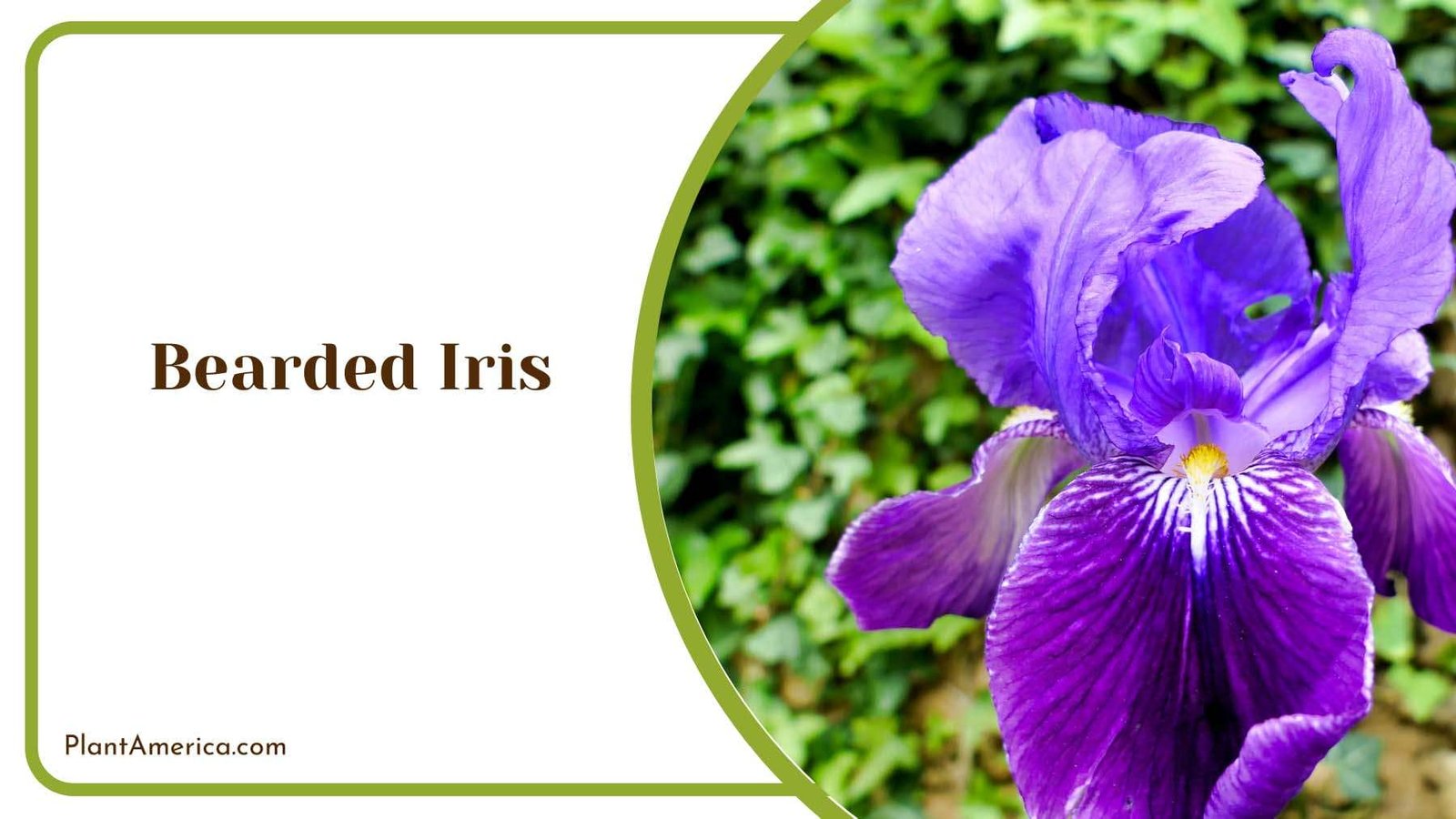 Bearded Iris In The Home Garden Plant America