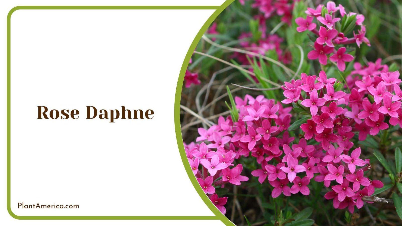 Beautiful And Colorful Rose Daphne Plant America