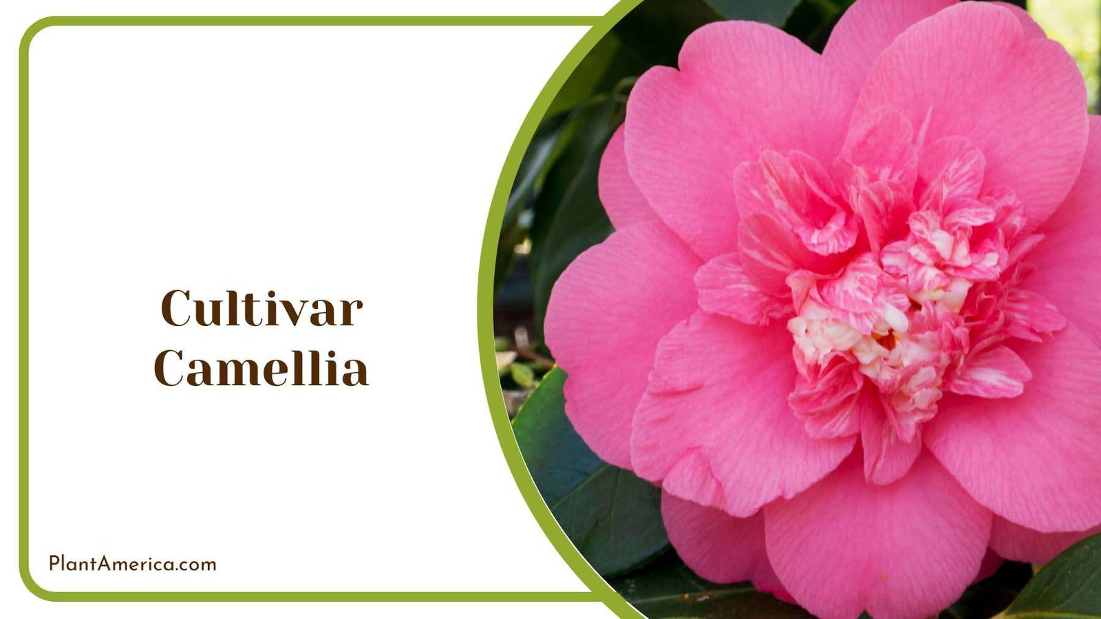 Beautiful Camellia Blooms Plant America