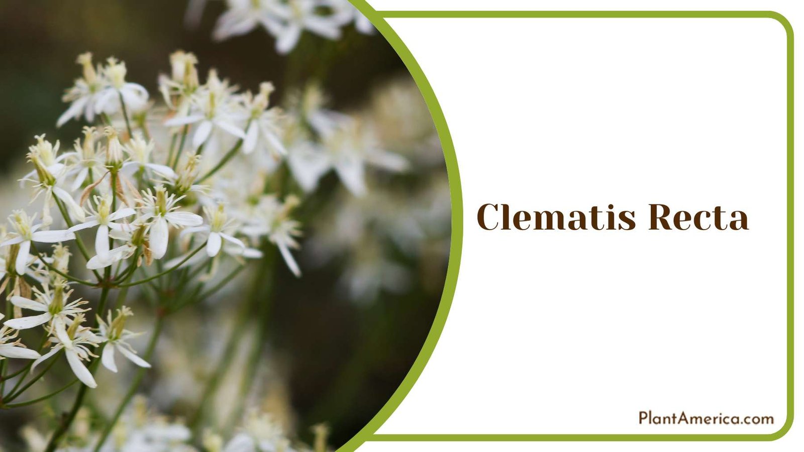 Beautiful Clematis Recta Plant America 1