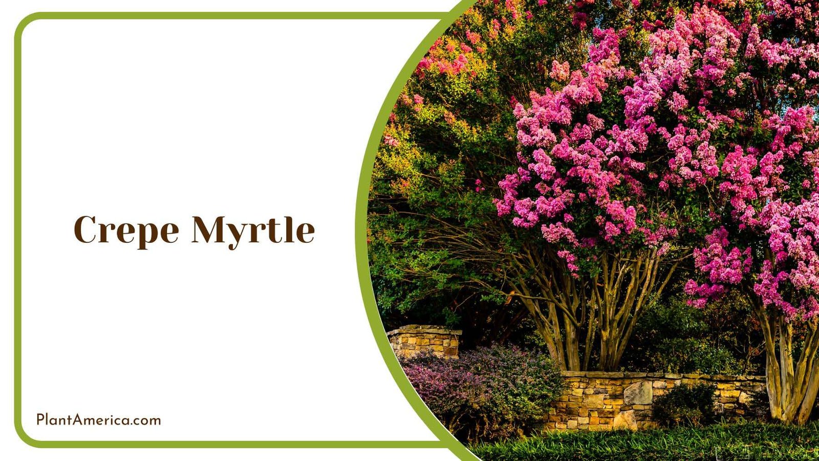 Beautiful Crepe Myrtle Tree With Pink Flowers Plant America