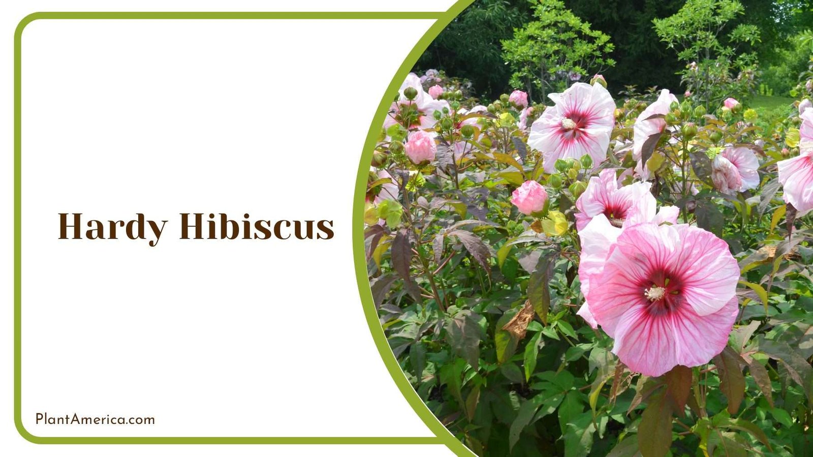 Beautiful Hardy Hibiscus Flowers Plant America