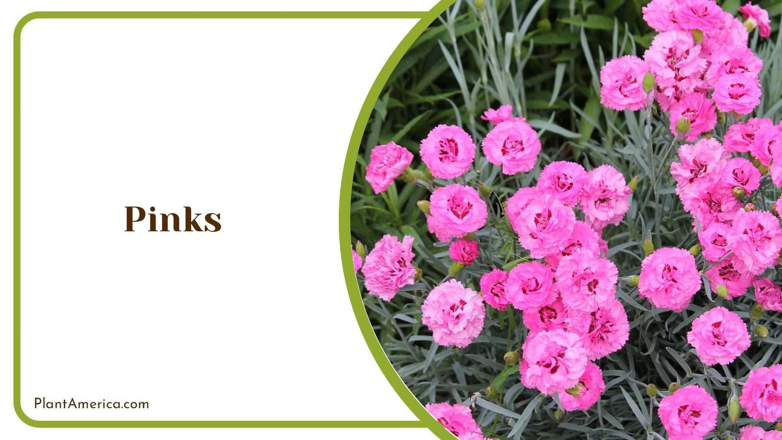 Beautiful Home Garden With Pinks Plant America