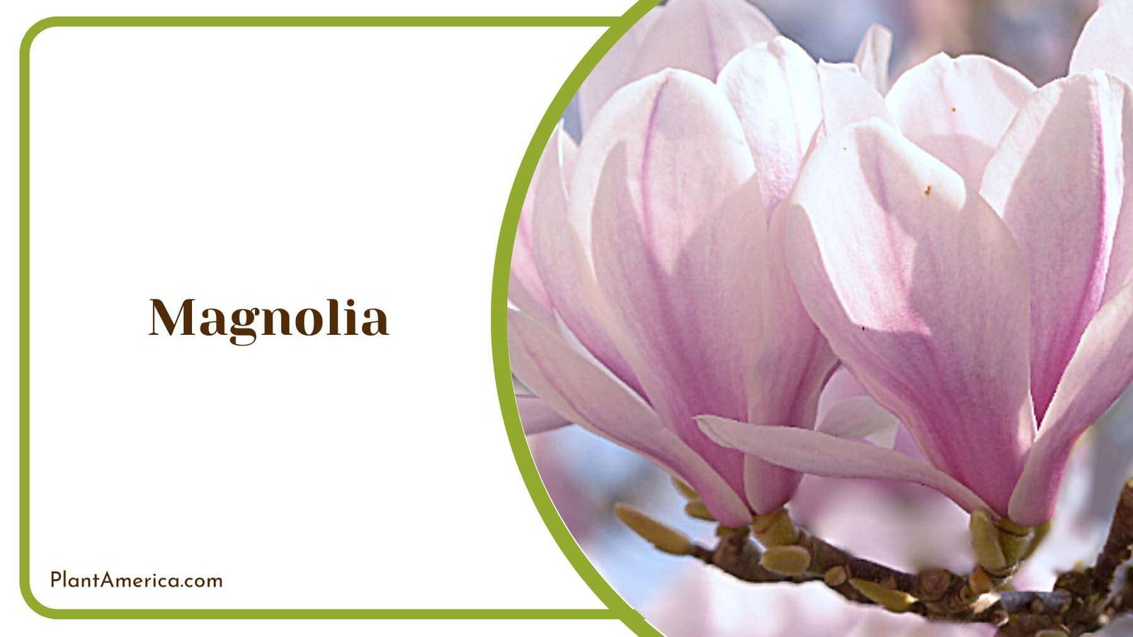 Beautiful Magnolia Flower Plant America