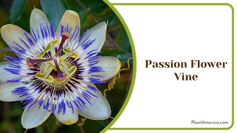 Beautiful Passion Flower Vine Plant America