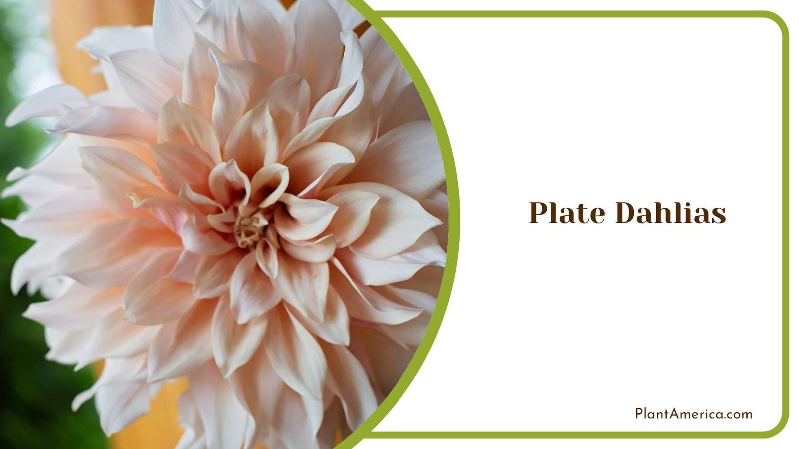 Beautiful Plate Dahlias Flower PlantAmerica