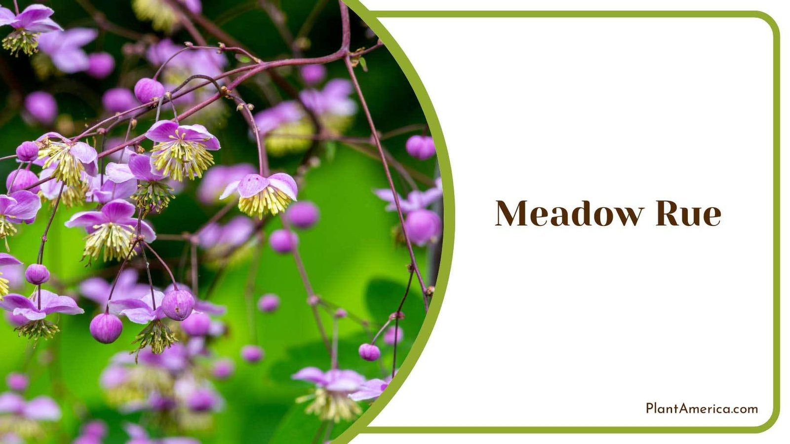 Beauty Of Meadow Rue Plant America