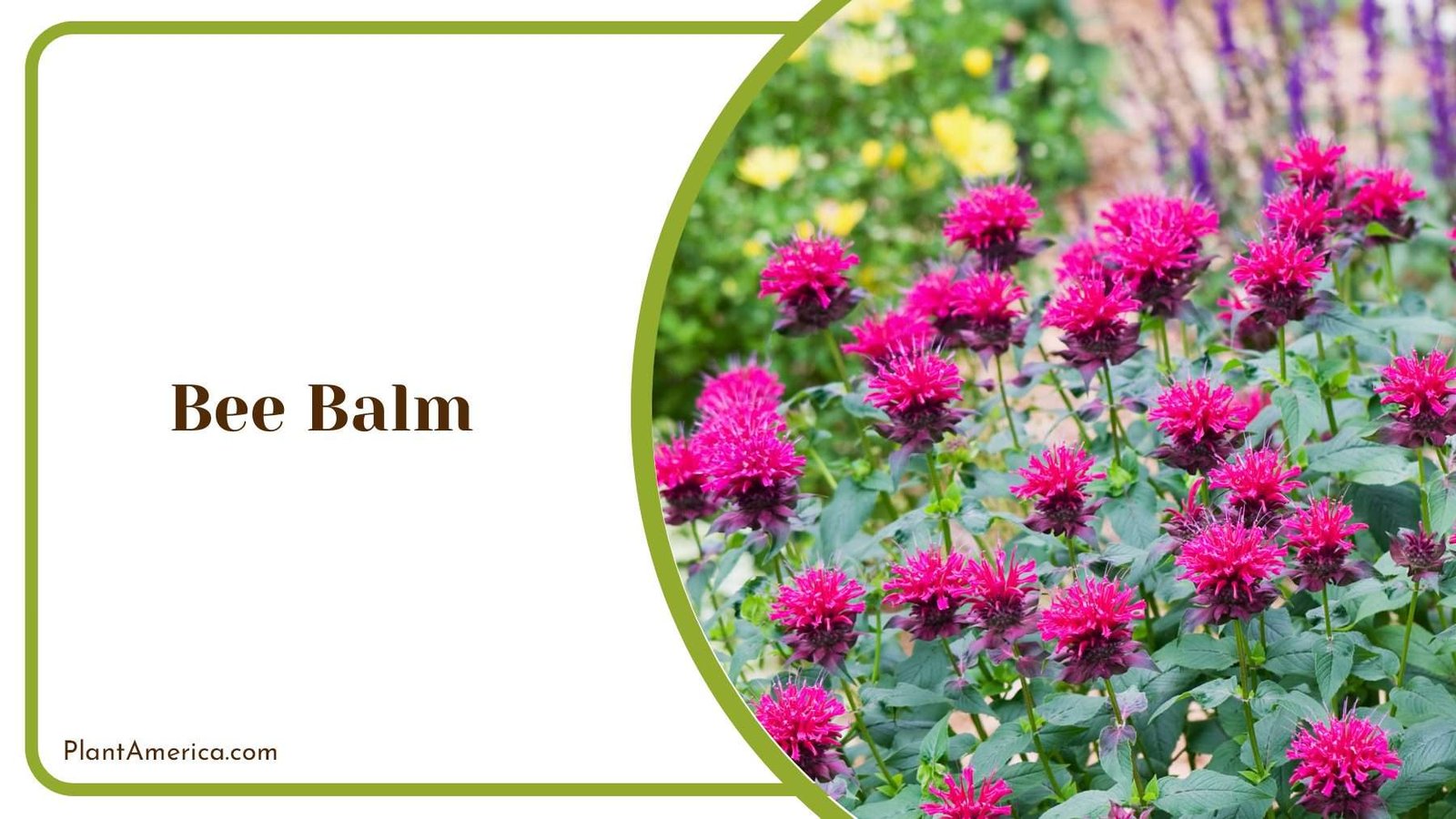 Bee Balm Colorful Garden Charm Plant America
