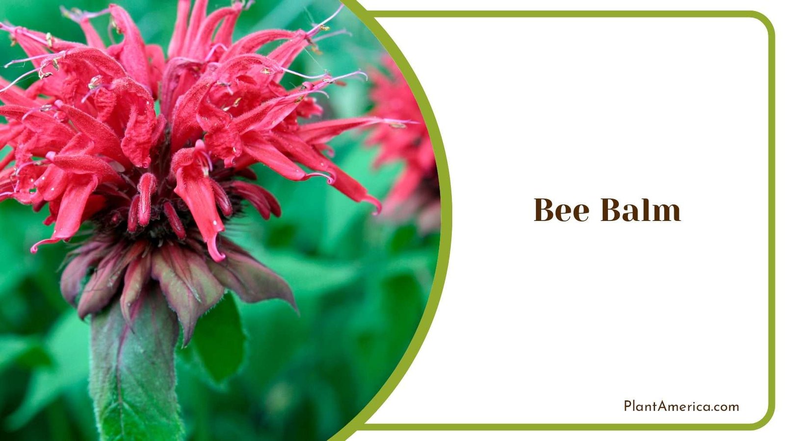 Bee Balm Flower Nature PlantAmerica