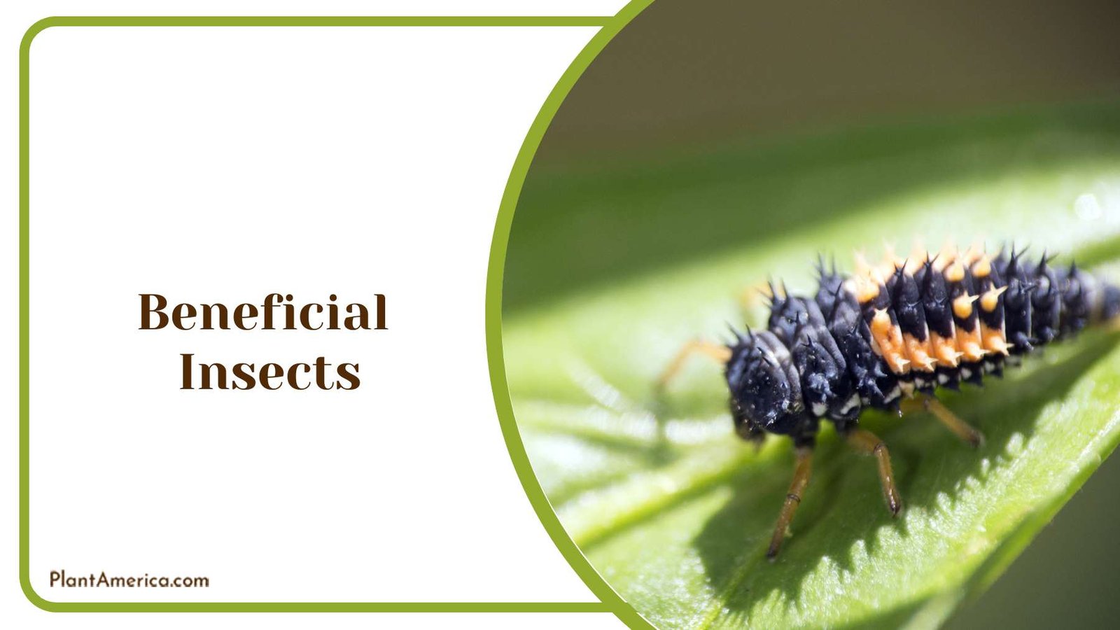Beneficial Insects in Garden PlantAmerica