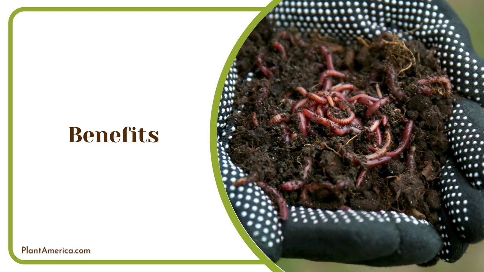 Benefits of Having Worms PlantAmerica