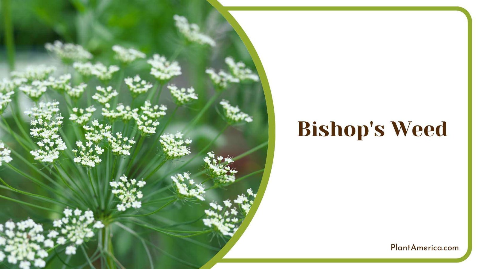 Bishop s Weed Plant America