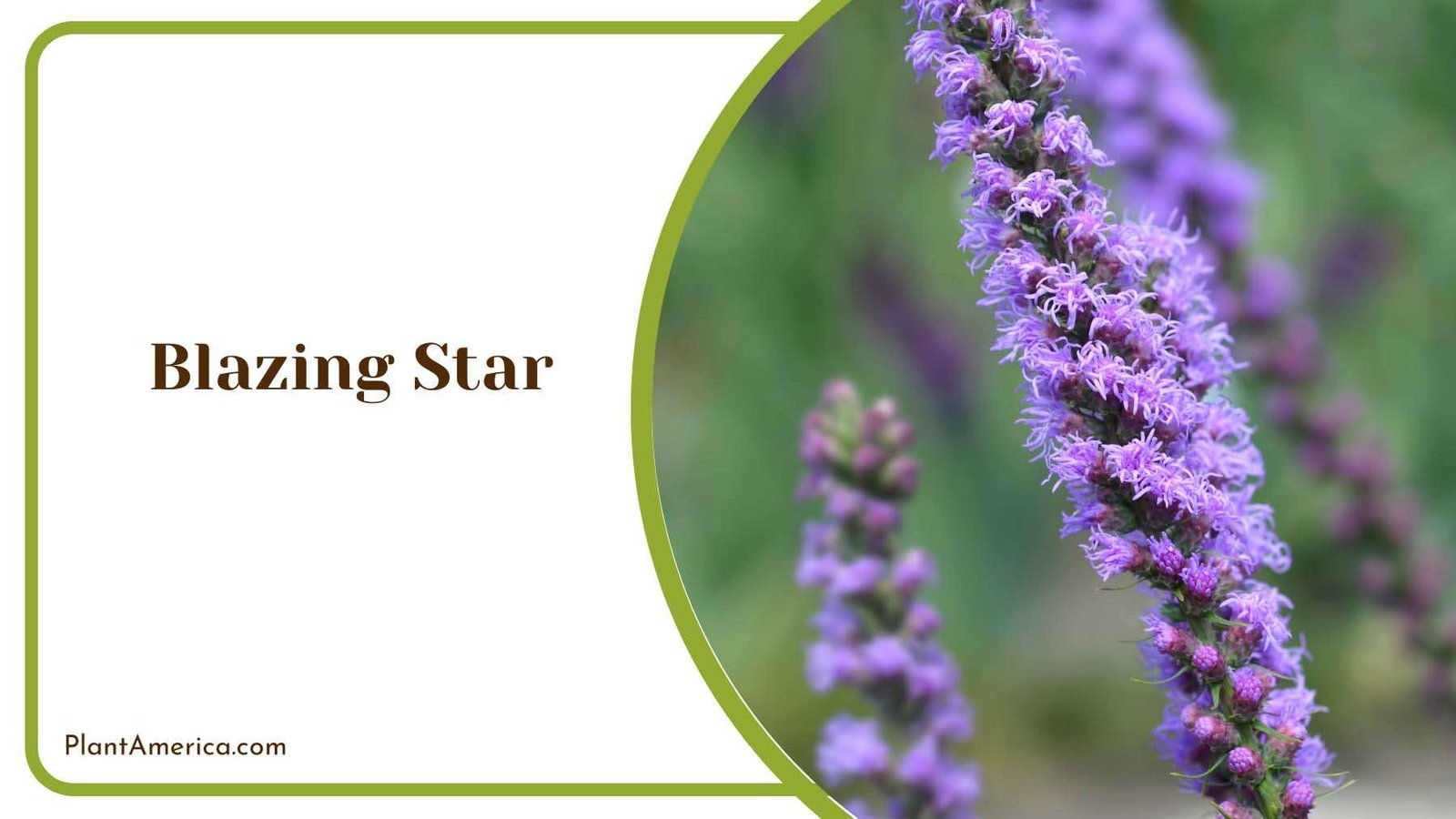 Blazing Purple Star Plant America