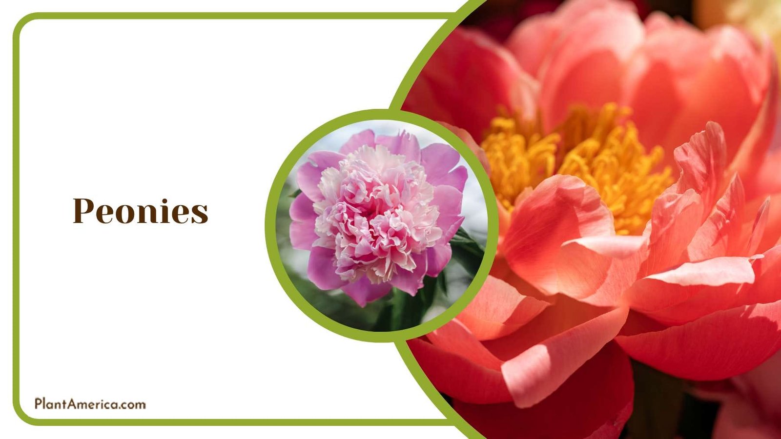 Blooming Fragrant Peonies Plant America