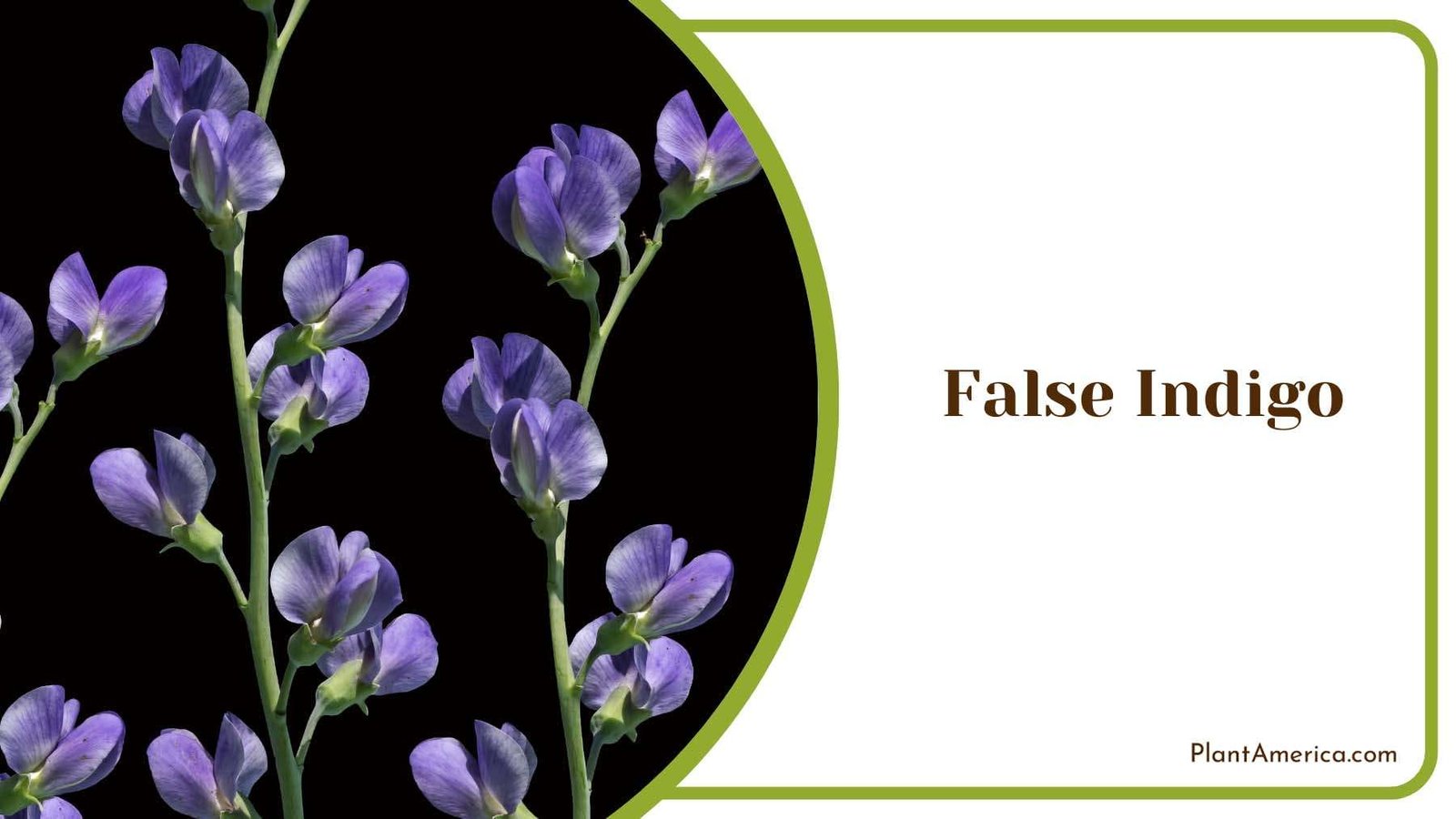 Blue False Indigo Plant America