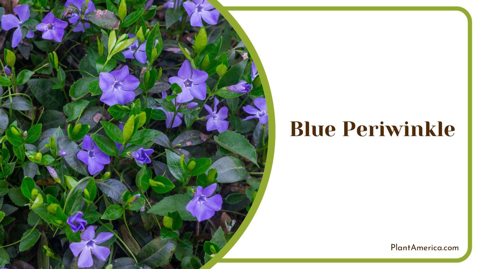 Blue Periwinkle Plant America
