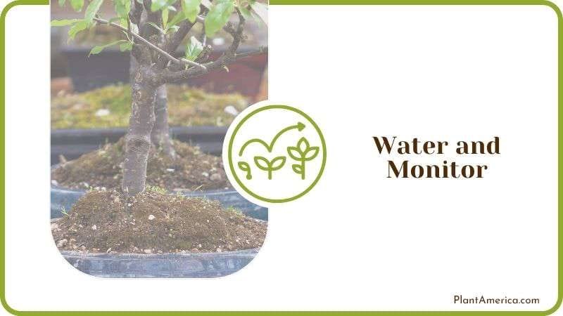 Bonsai Soil Mix Monitor Plantamerica