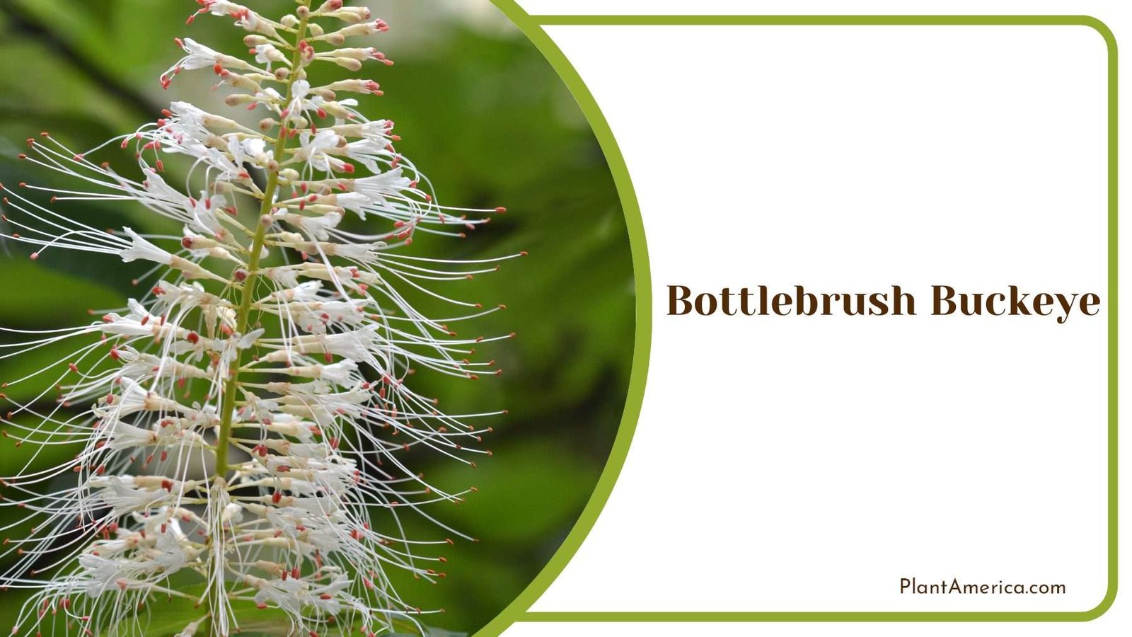 Bottlebrush Buckeye In Bloom Natural Beauty PlantAmerica