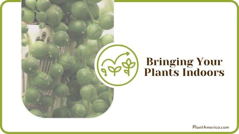 Bringing Your Plants Indoors Plant America