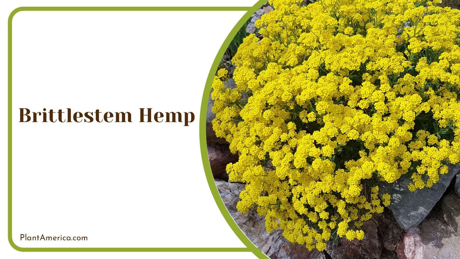 Brittlestem Hemp Plant Botanical Specimen PlantAmerica