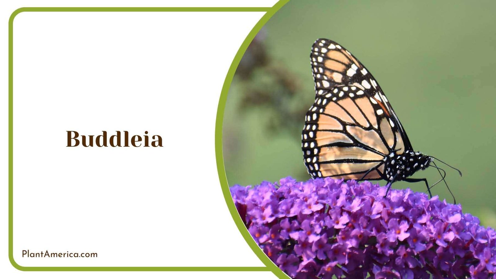 Buddleia Flower Plant America Buddleia Flower Plant America
