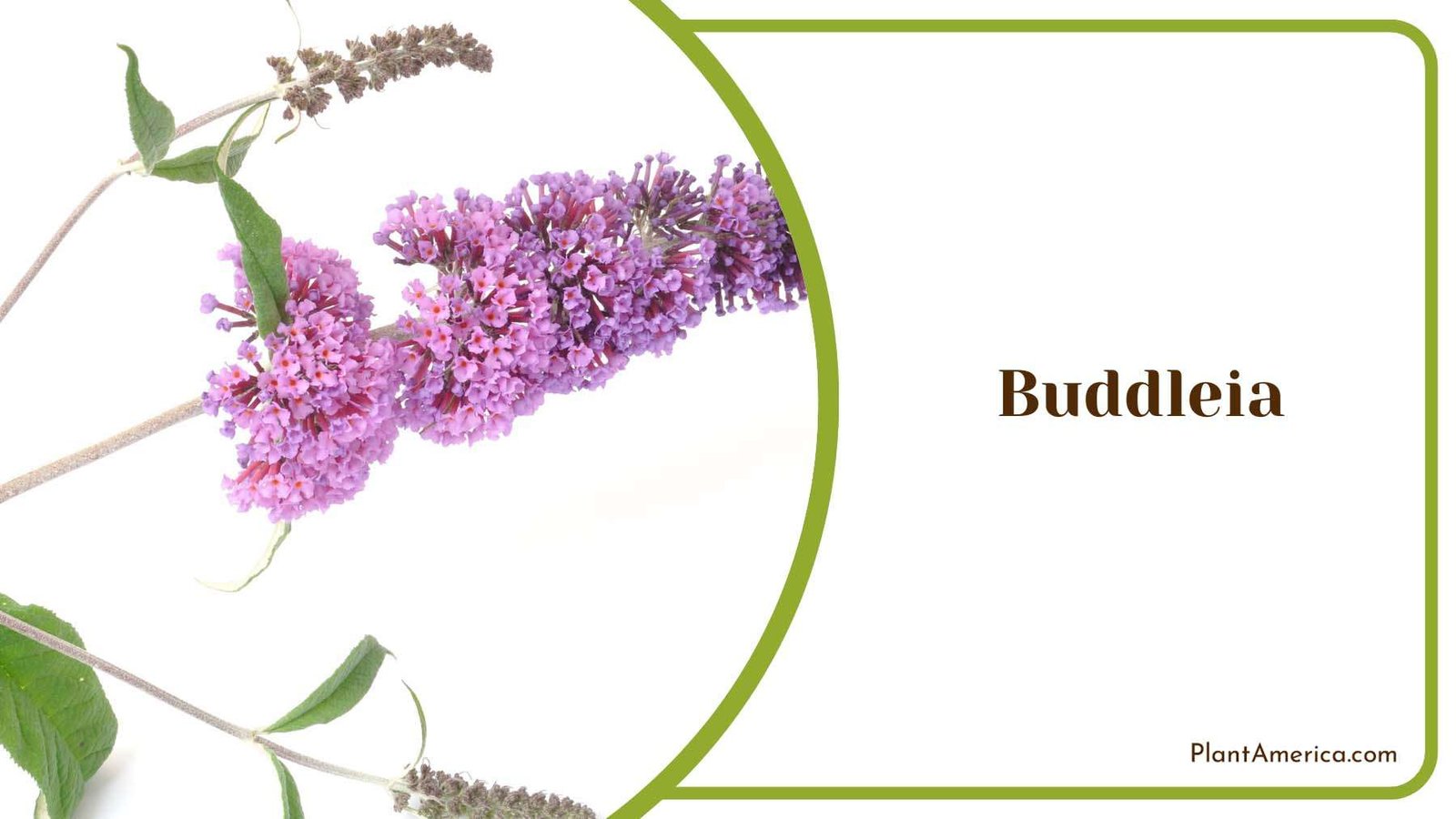 Buddleia Tiny Flowers Plant America