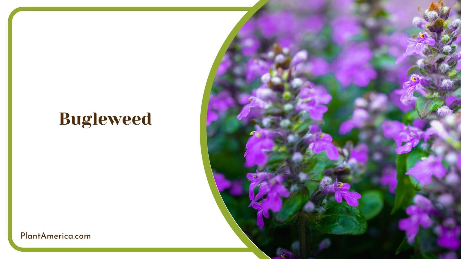 Bugleweed s Charming Blooms Plant America