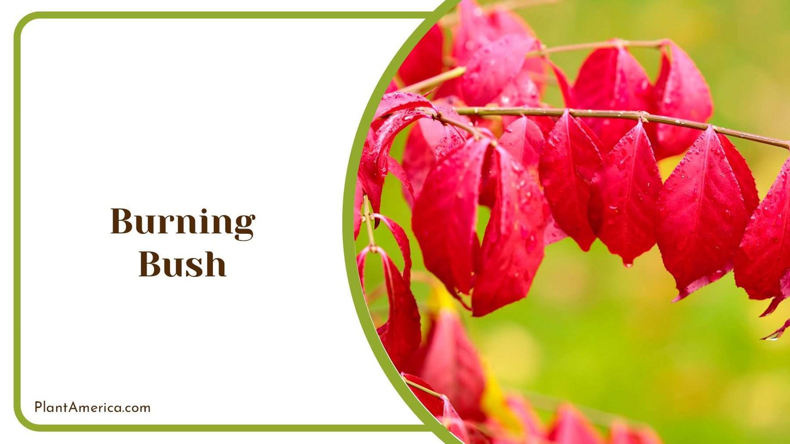 Burning Bush Red Plant America