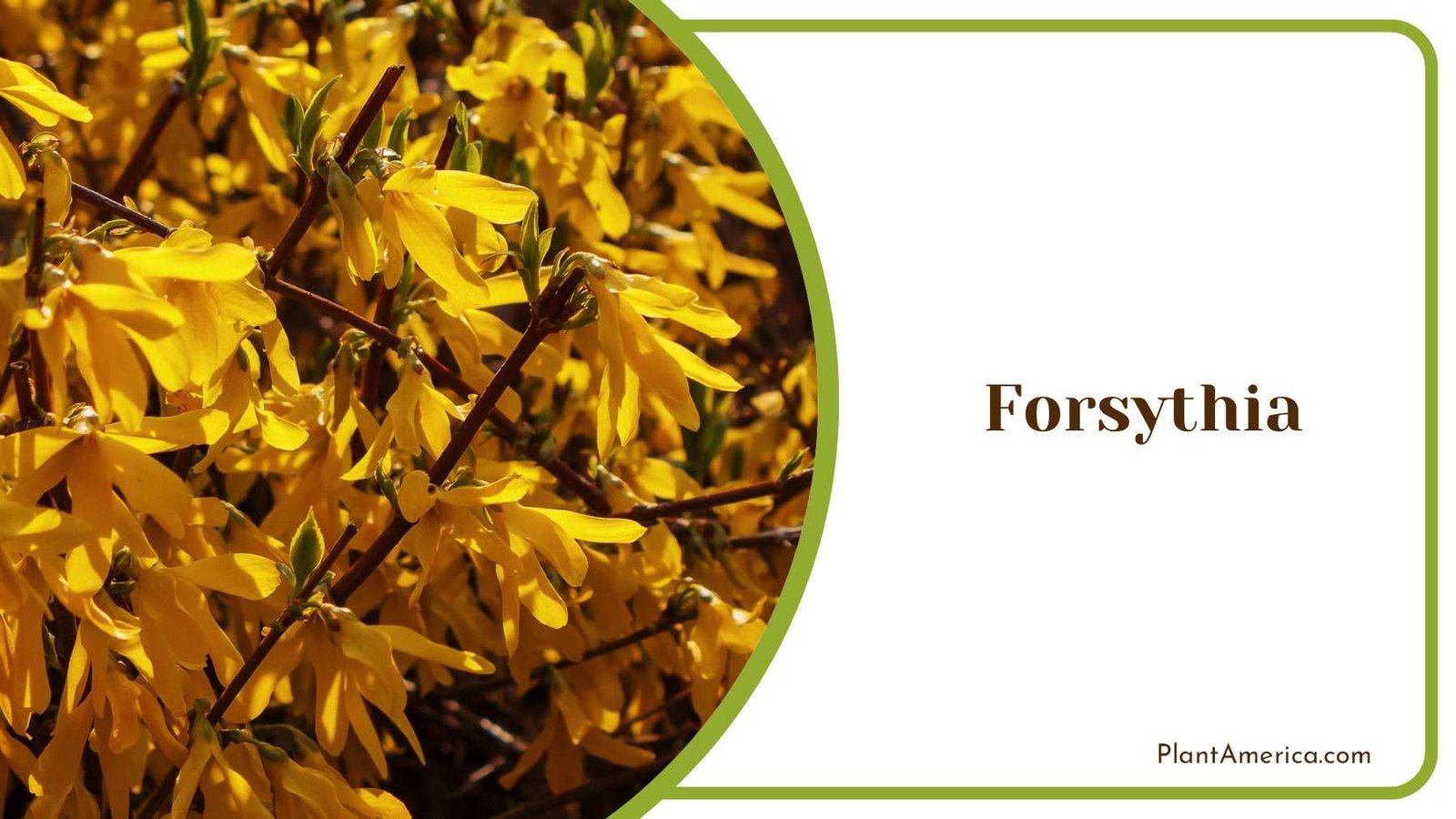 Burst of Forsythia in Early Spring Plant America