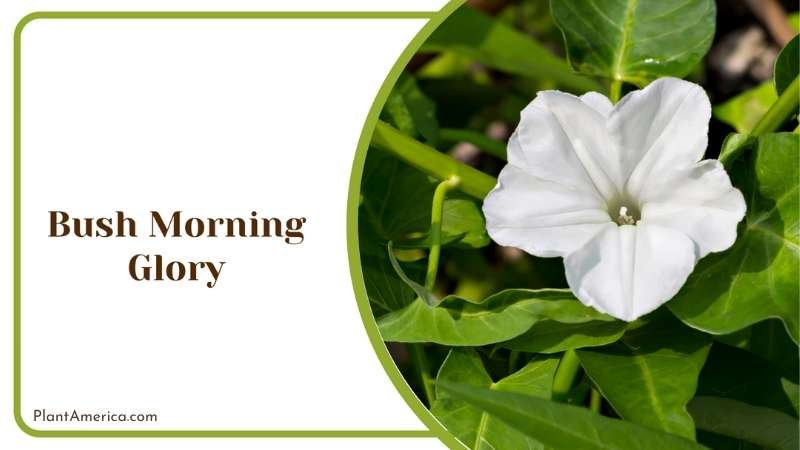 Bush Morning Glory Plant America