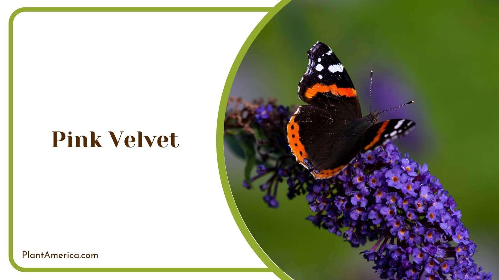Butterfly Bush Purple Tiny Flowers Plant America Butterfly Bush Purple Tiny Flowers Plant America