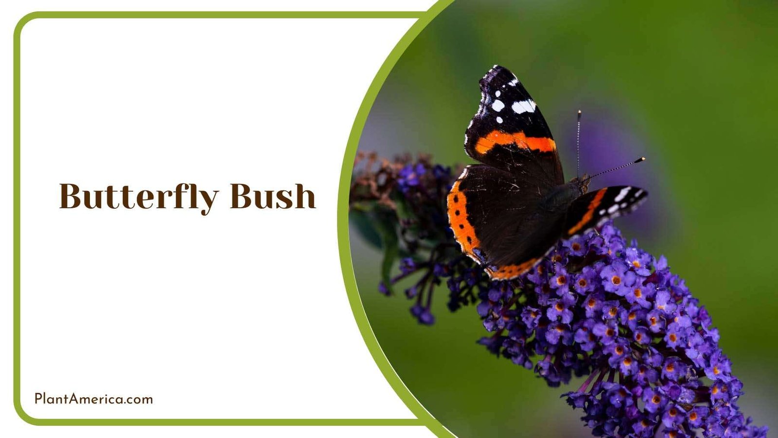 Butterfly Bush Shrubs Plant America