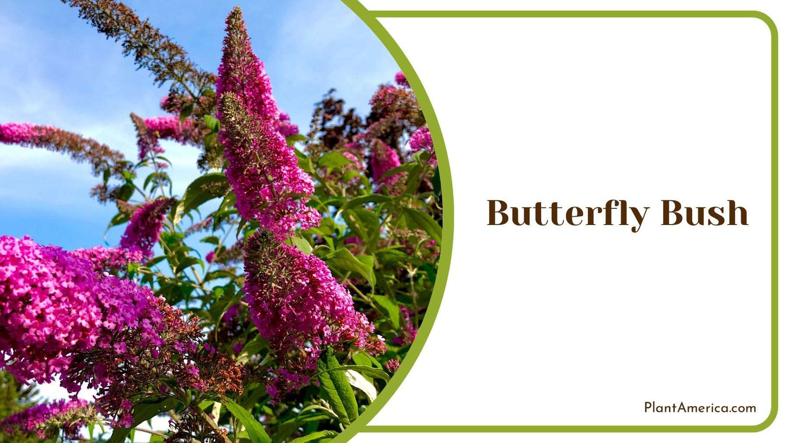 Butterfly Bush With Pink Tiny Flowers Plant America