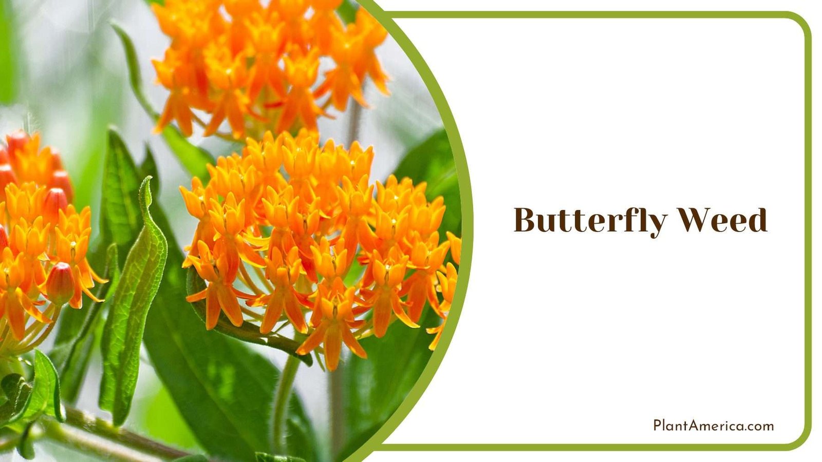 Butterfly Weed Habitat For Butterflies PlantAmerica