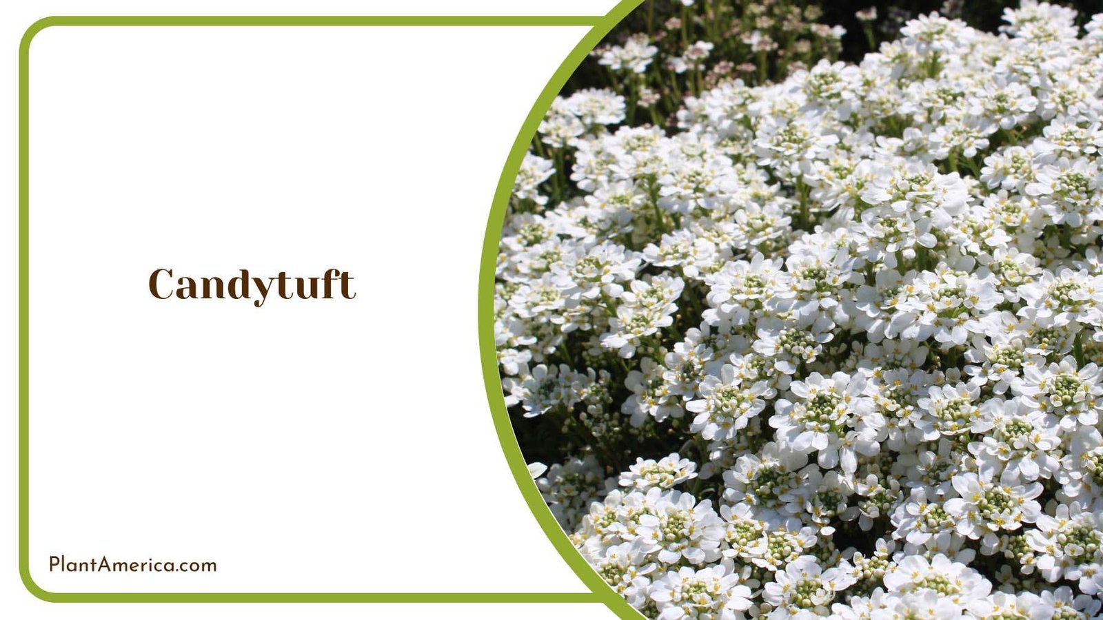 Candytuft Beauty In The Garden Plant America
