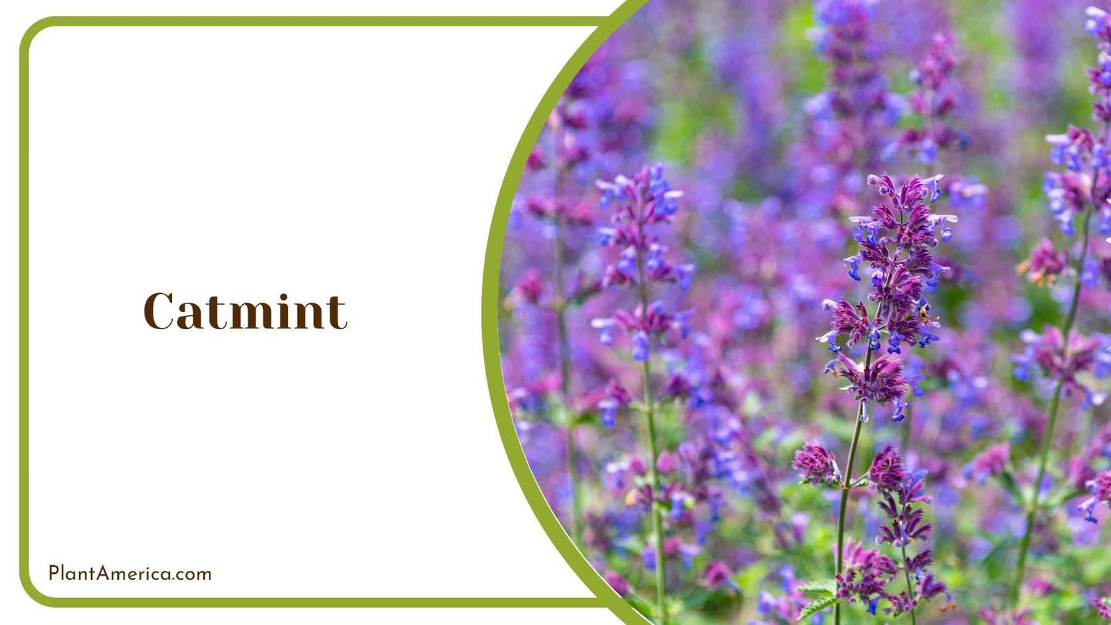 Catmint Nature Plant America