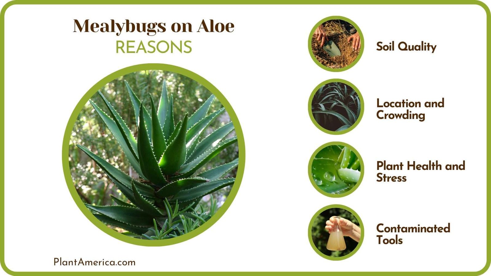 Causes Mealybugs on Aloe Plant America