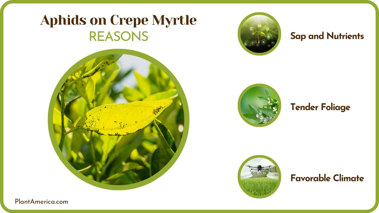 Causes of Aphids on Plants Plant America