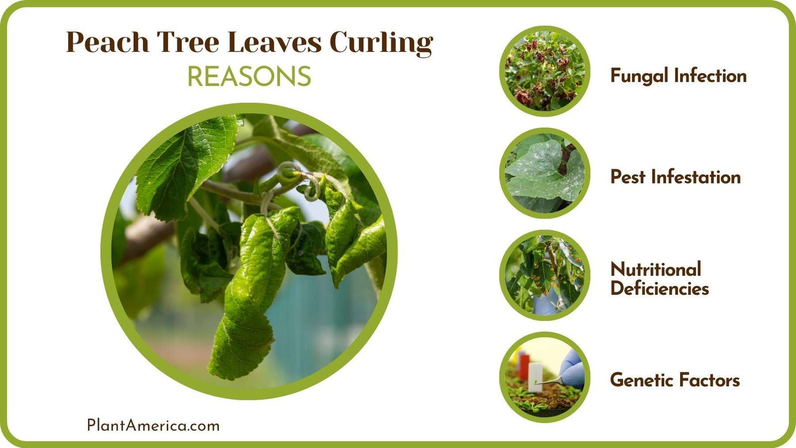 Causes of Leaf Curling PlantAmerica