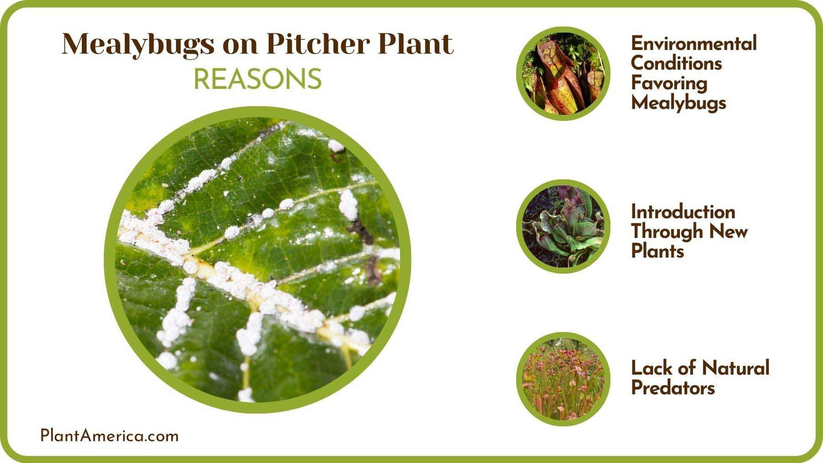 Causes of Mealybugs on Pitcher Plant Plant America