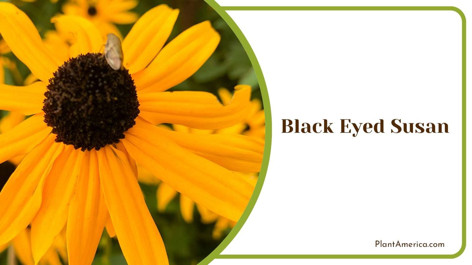 Charming Black Eyed Susan Floral Elegance PlantAmerica