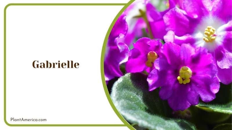 Charming Gabrielle Violet Blossoms Plant America