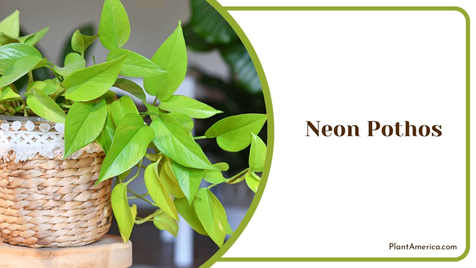 Charming Neon Pothos Leafy Brilliance Plant America