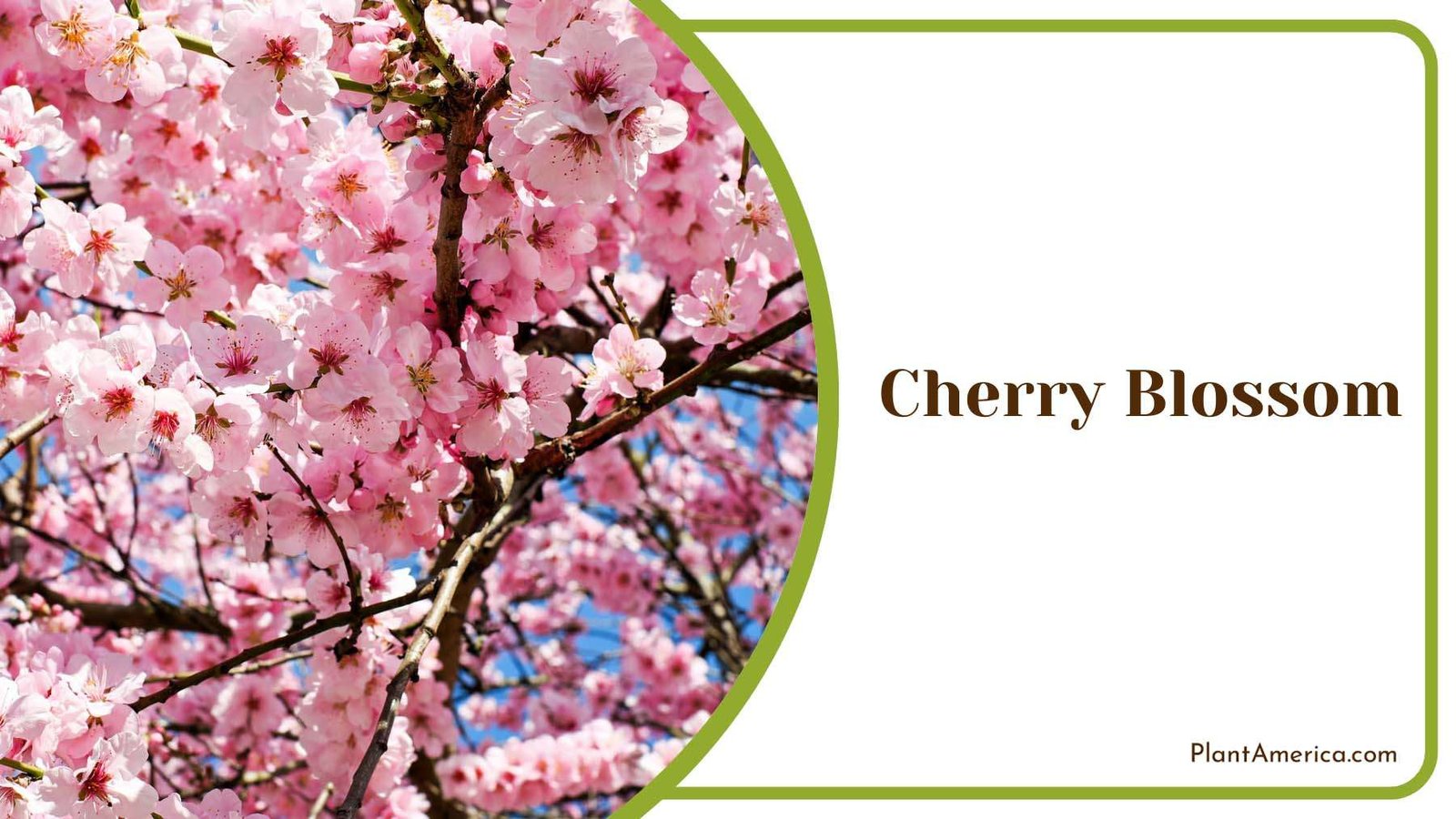 Cherry Blossom Flowers On Branches Plant America