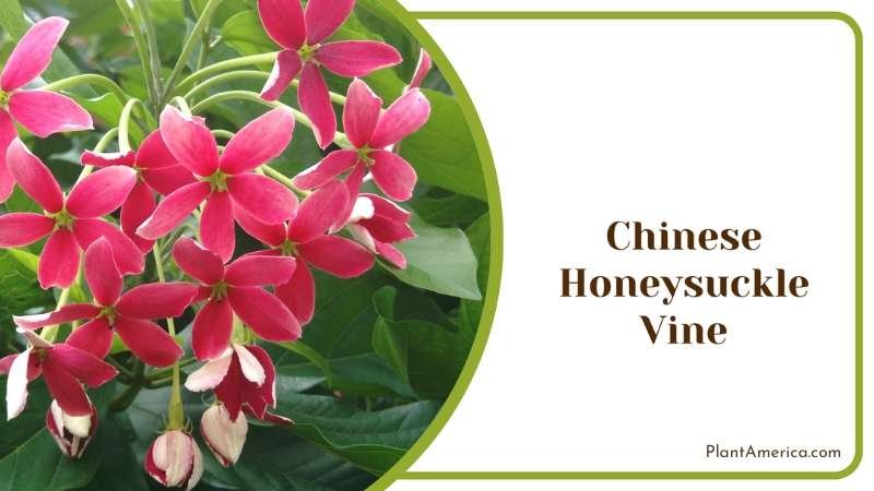 Chinese Honeysuckle Vine Plant America