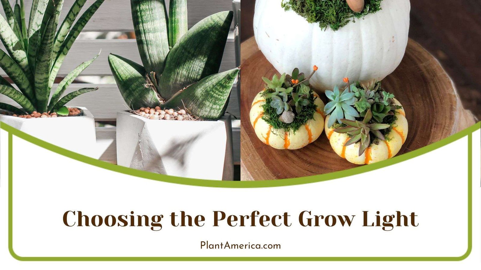 Choosing Perfect Grow Light for Succulents Plant America