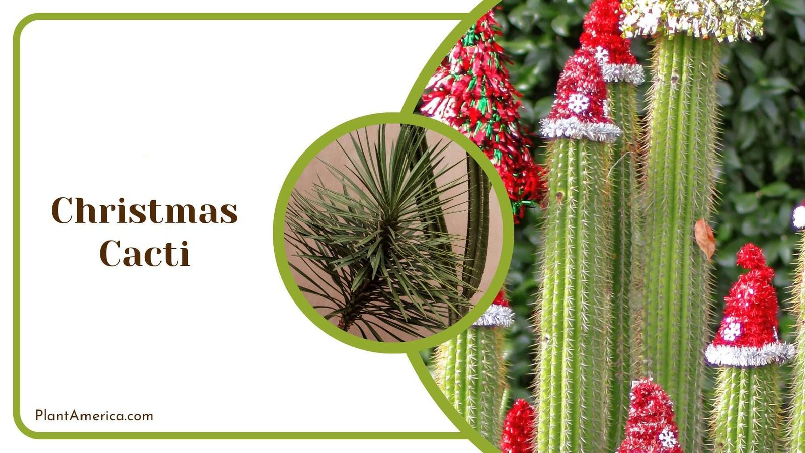 Christmas Cacti Plants Plant America