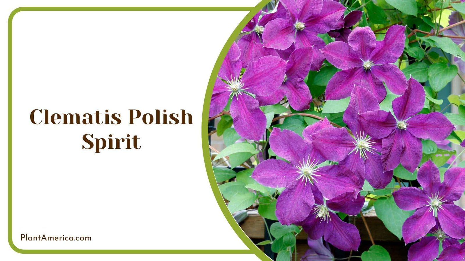 Clematis Polish Spirit Plant Americaq